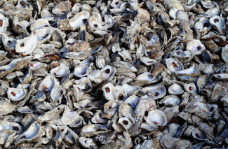 photo of empty oyster shells