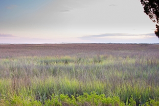 salt marsh day