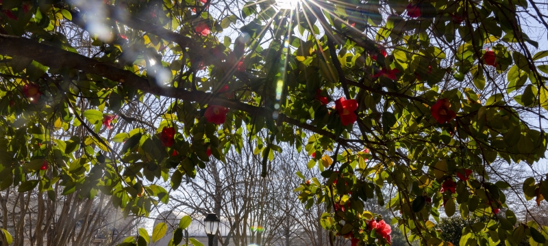 photo of tree, bus, sun 