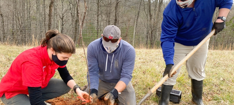 photo of three people planting trees
