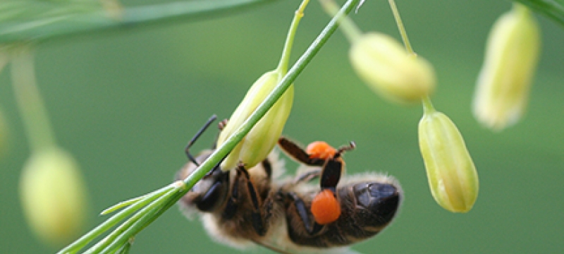 honey been taking pollen from asparagus plant