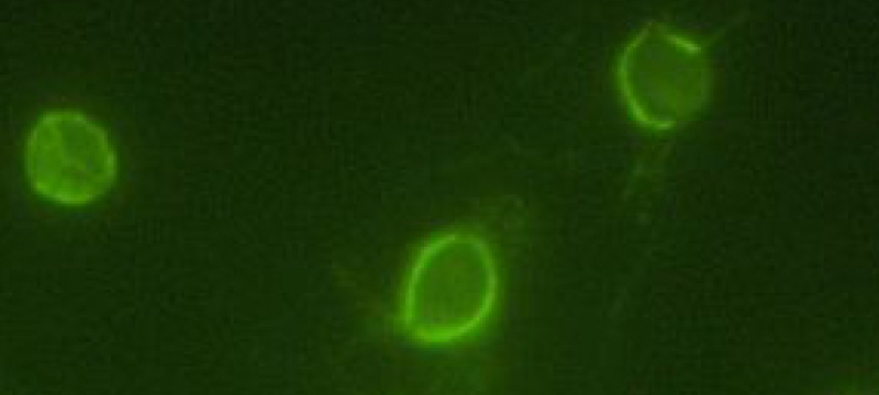 immunofluorescence image 
