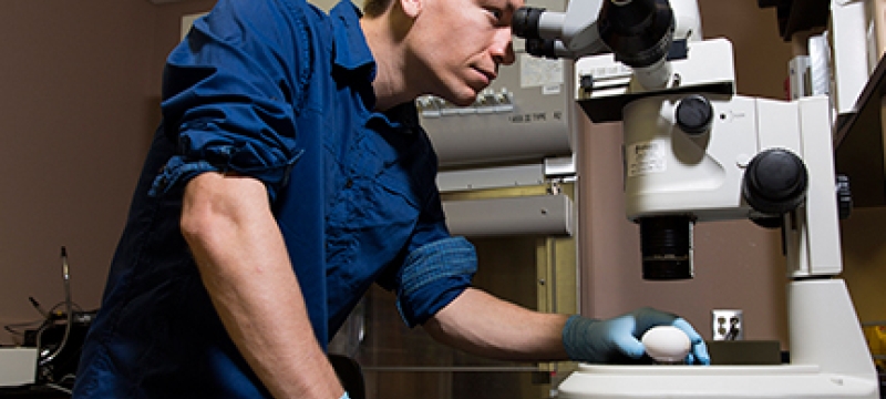 man with eggs and microscope