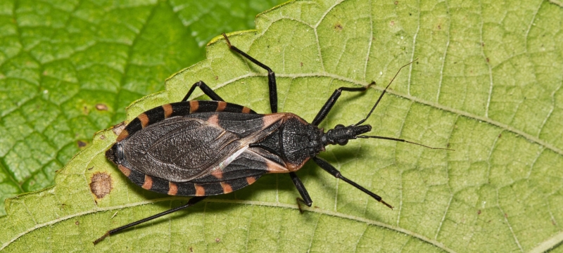 photo of bug on leaf