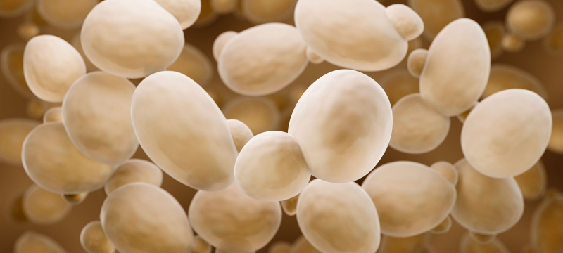 photo of microscopic yeast particles