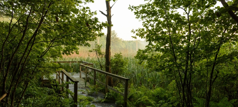photo of  wooded walking path, day