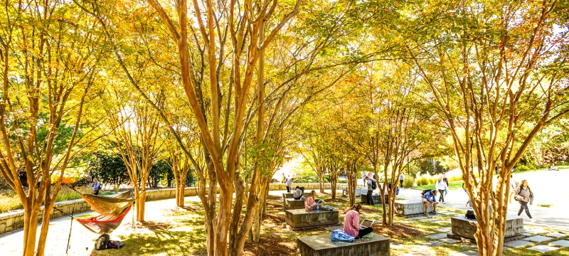 photo of students on benches under tree canopy