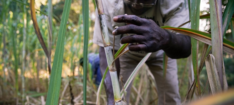 photo of man with sugar cane stalk, day