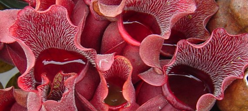 photo of a red pitcher plant