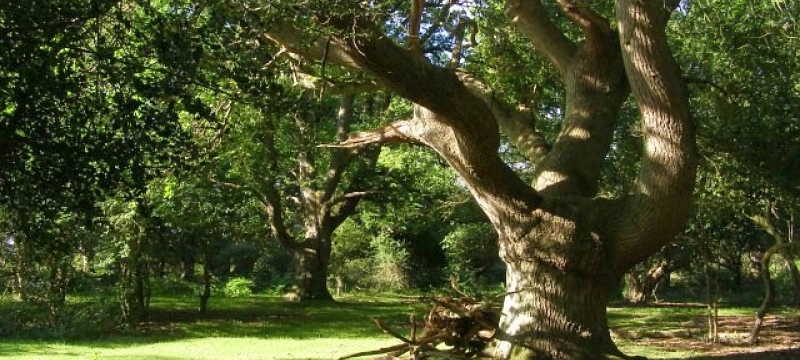 photo of tree in forest