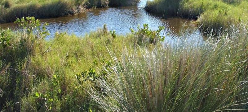 photo of spartina grass, water