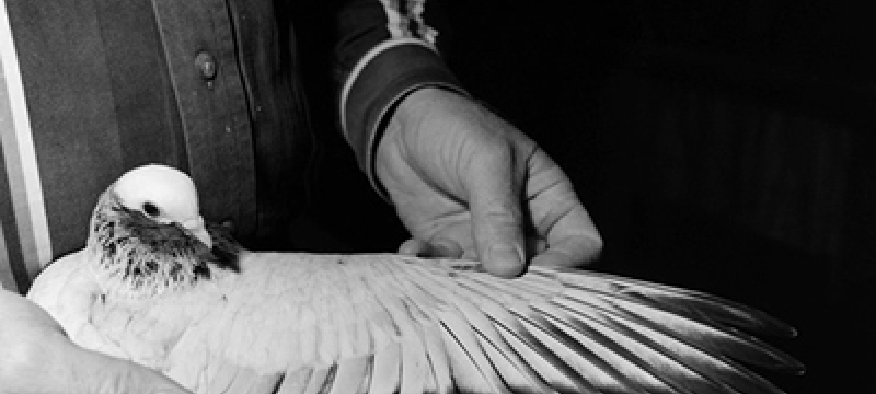 pigeon with wing spread, b & w