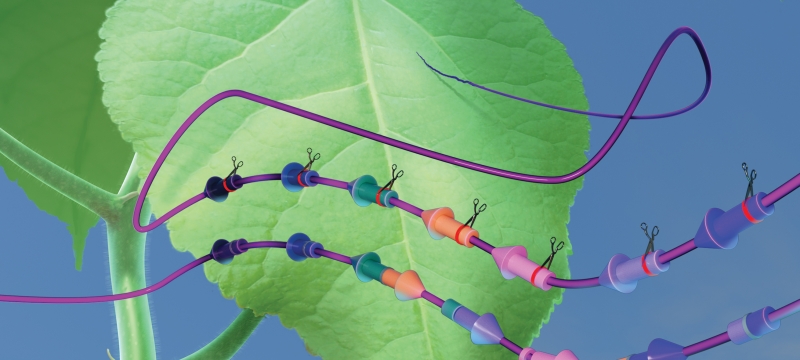 graphic with colored leaf detail and lines with scissors and notches