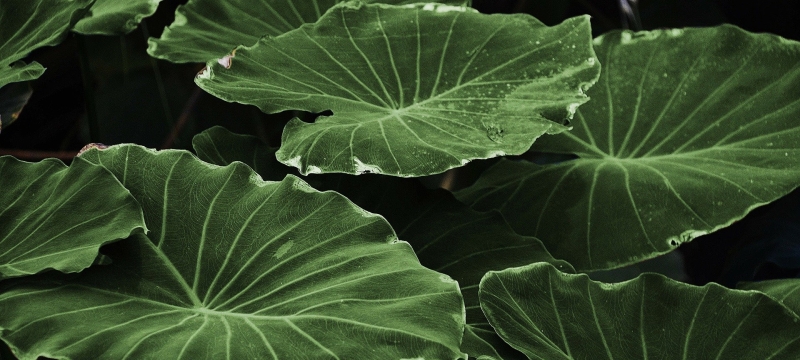 photo of large green leaves