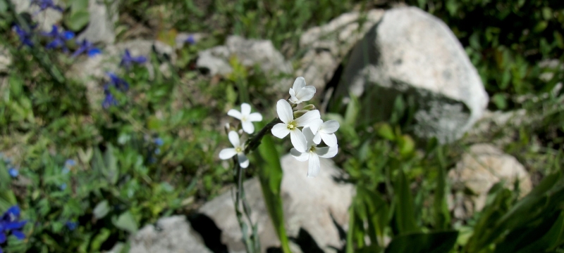 photo of flowers, rocks, day
