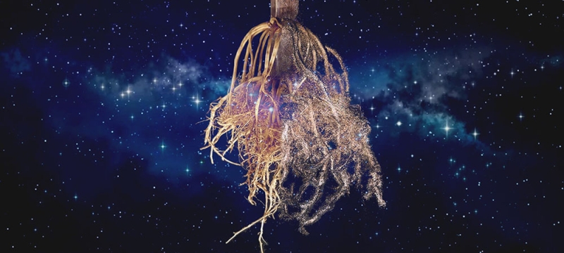 3-d-graphic rendering of root system on space background