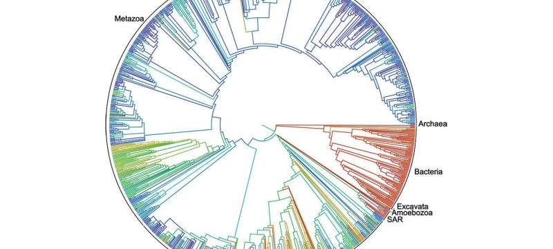 circular graphic with species labeled