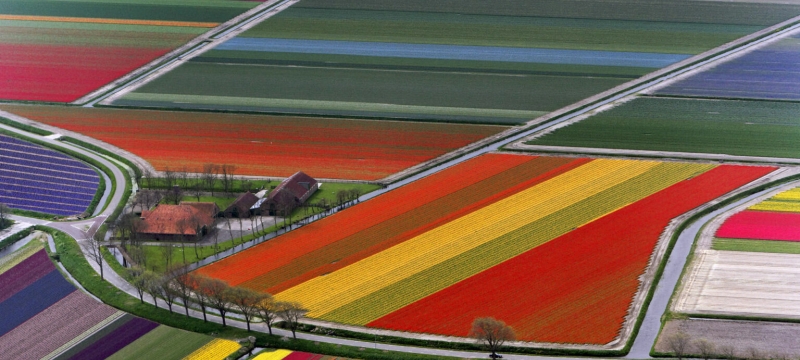 aerial photo of tulip fields, with roads and trees