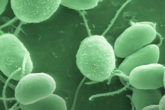 single-frame image of cellular-level video