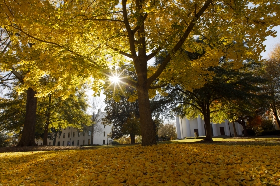 photo of quad in fall with trees, yellow leaves, buildings
