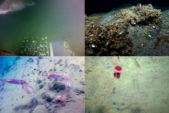 composite of four open floor photographs in quadrants