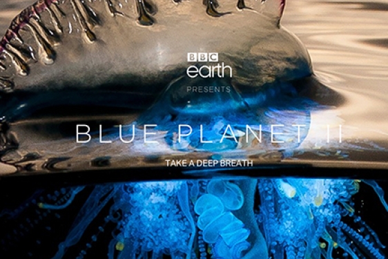 photo of jellyfish half in water