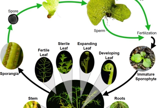 pictorial diagram of fern leaf parts and sections, with text on white