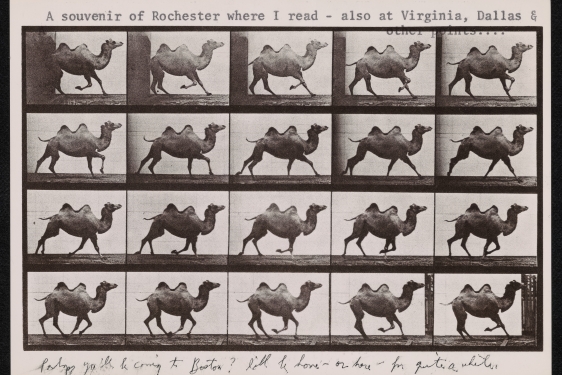 photo of postcard with galloping camels in series