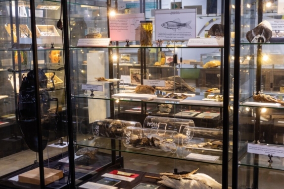 photo of animal specimen collection, under glass