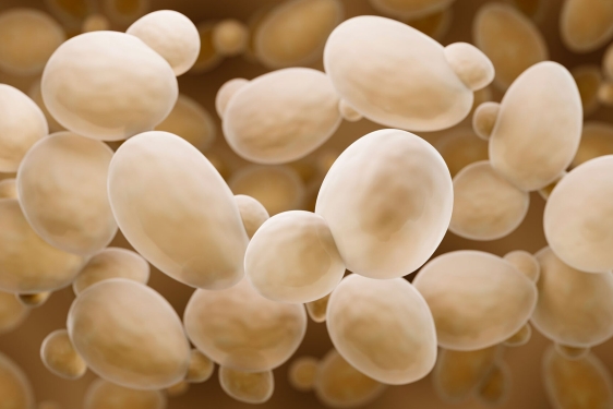 photo of microscopic yeast particles