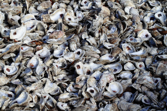 photo of empty oyster shells