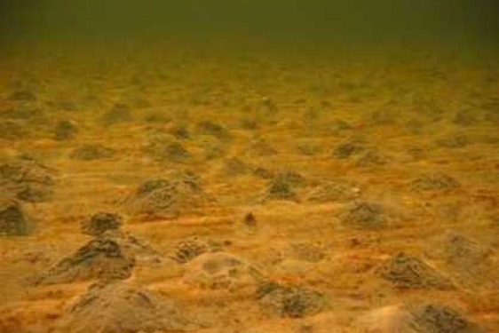 undersea photo of burrowing activity on sea floor