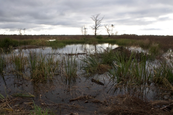 photo of swamp, day, with trees, water, sky
