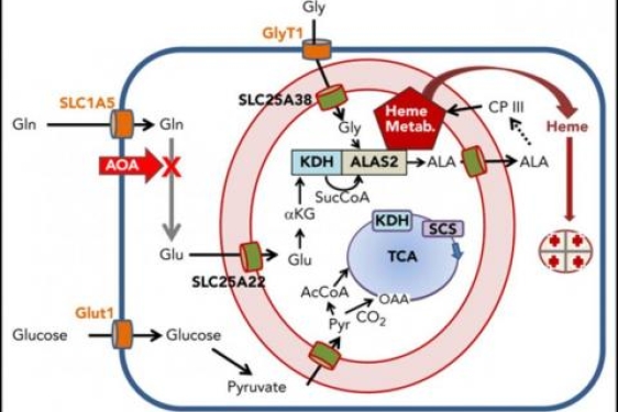 diagram of blood cells with chemical abbreviations 