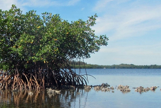 photo of water with plants in the foreground, shore in the distance