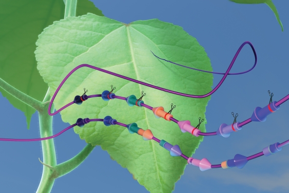 graphic with colored leaf detail and lines with scissors and notches