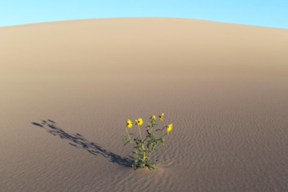 photo of sunflowers growing in desert sand, with sky, day
