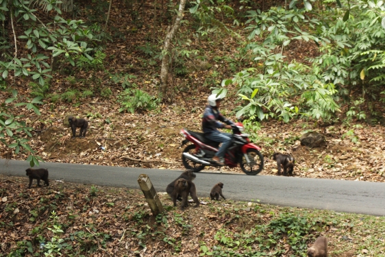 photo of motorcycle driving on a road with monkeys on the sides of the road