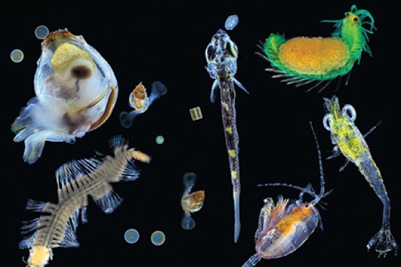 micro-organisms on black