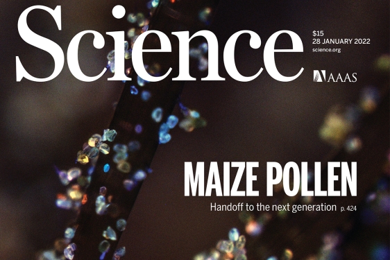 magazine cover illustration with white text and crystals on leaf