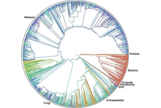 circular graphic with species labeled