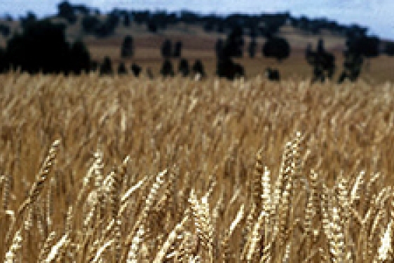 field of wheat
